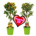 Bild von KP19 Lantana  stam Actie rose